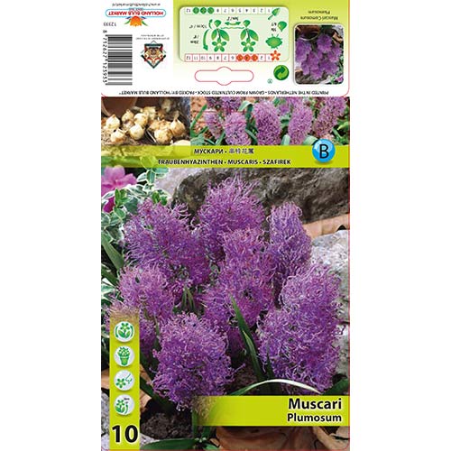 Gyöngyike Plumosum termék fotó 1 Gyöngyike Plumosum kép 1 termék 70278