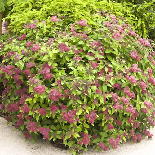 Gyöngyvessző Dart's Red, C3 kép 1 termék 7729