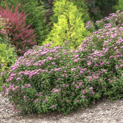 Gyöngyvessző Double Play Artist ®, C3 kép 1 termék 8581