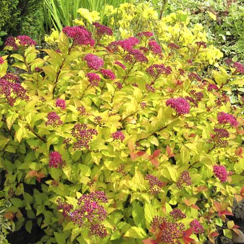 Gyöngyvessző Golden Princess, C3 kép 1 termék 7730