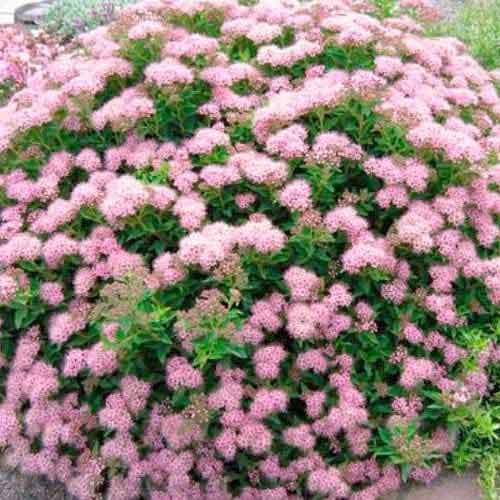 Gyöngyvessző Little Princess kép 1 termék 9100