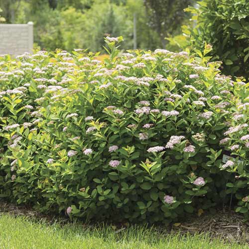 Gyöngyvessző Pink Sparkler PBR, C3 kép 1 termék 8579