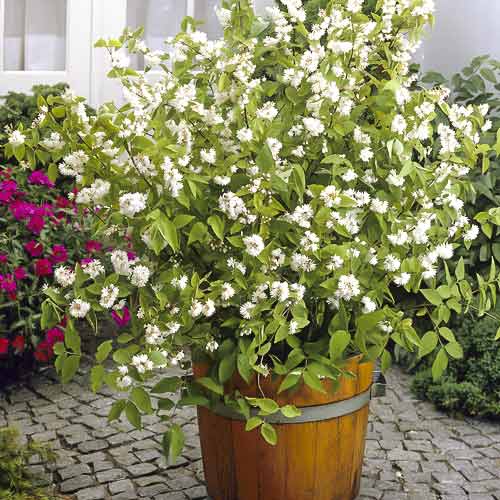 Gyöngyvirágcserje Pride of Rochester, C2 kép 1 termék 8215