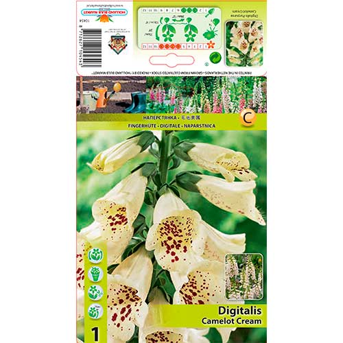 Gyűszűvirág (Digitalis) Camelot Cream termék fotó 1 Gyűszűvirág (Digitalis) Camelot Cream kép 1 termék 76226