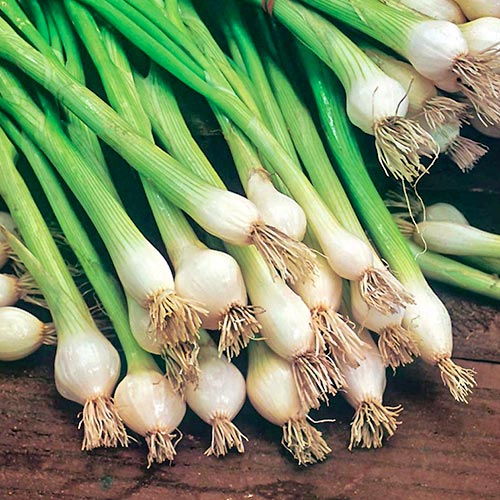 Hagyma Blanca de Lisboa kép 1 termék 96631