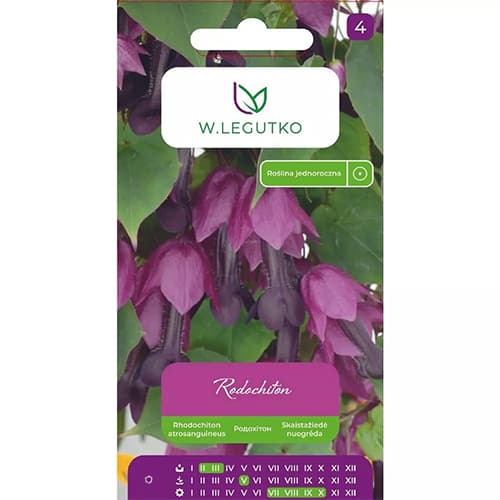 Harang szőlő (Rhodochiton) termék fotó 1 Harang szőlő (Rhodochiton) kép 1 termék 78628
