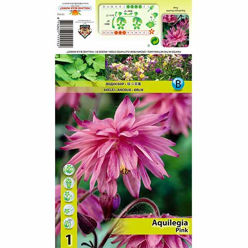Harangláb (Aquilegia) Pink termék fotó 1 Harangláb (Aquilegia) Pink kép 1 termék 70345