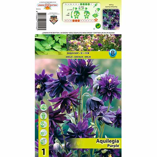 Harangláb (Aquilegia) Purple termék fotó 1 Harangláb (Aquilegia) Purple kép 1 termék 70346