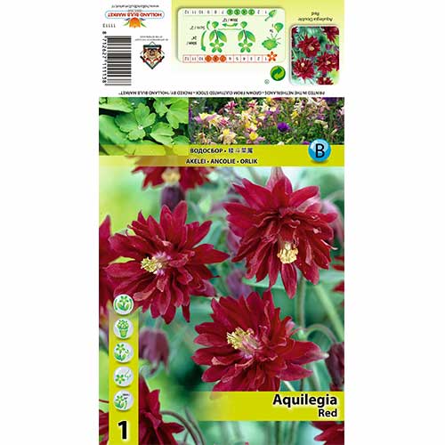 Harangláb (Aquilegia) Red termék fotó 1 Harangláb (Aquilegia) Red kép 1 termék 70347