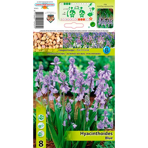 Harangvirág Blue kép 1 termék 67367