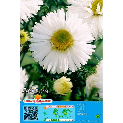 Havasi őszirózsa White termék fotó 1 Havasi őszirózsa White kép 1 termék 76374