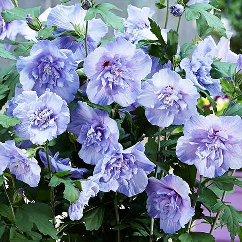 Hibiszkusz Blue Chiffon termék fotó 1 Hibiszkusz Blue Chiffon kép 1 termék 76642