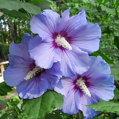 Hibiszkusz Blue kép 1 termék 9020