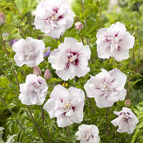 Hibiszkusz China Chiffon kép 1 termék 77811