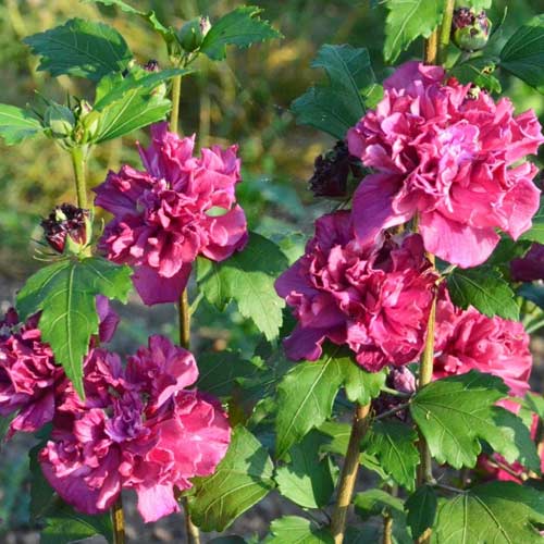 Hibiszkusz French Cabaret Red kép 1 termék 5603