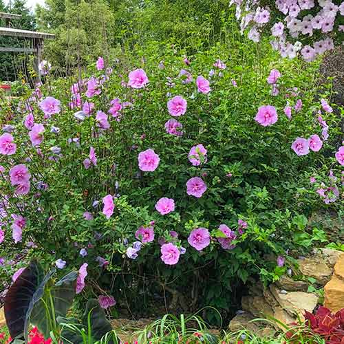 Hibiszkusz Lavander Chiffon kép 1 termék 5604