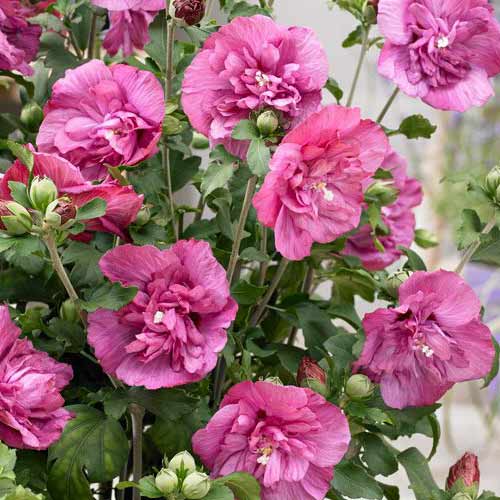 Hibiszkusz Magenta Chiffon termék fotó 1 Hibiszkusz Magenta Chiffon kép 1 termék 76643