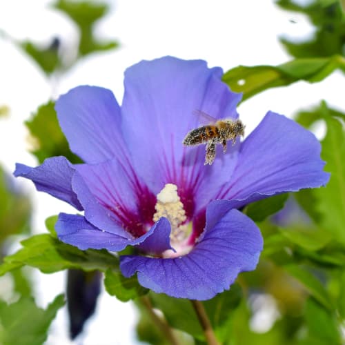 Hibiszkusz Oiseau Blue, P9 kép 1 termék 4047