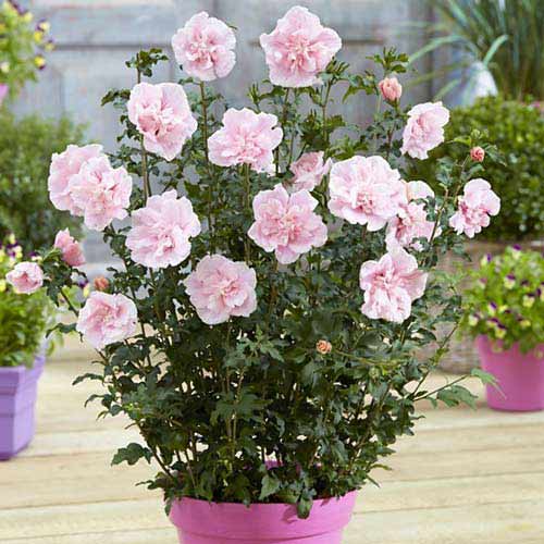 Hibiszkusz Pink Chiffon termék fotó 1 Hibiszkusz Pink Chiffon kép 1 termék 76644