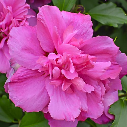 Hibiszkusz Sanchoyo, С2 kép 1 termék 9668