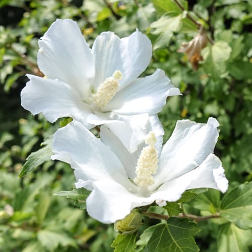 Hibiszkusz William R. Smith termék fotó 1 Hibiszkusz William R. Smith kép 1 termék 5646