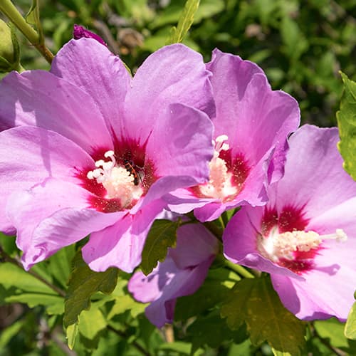 Hibiszkusz Woodbridge termék fotó 1 Hibiszkusz Woodbridge kép 1 termék 4725
