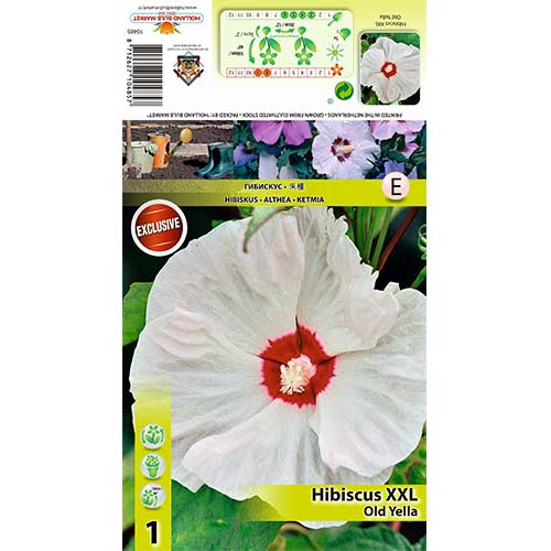 Hibiszkusz XXL Old Yella termék fotó 1 Hibiszkusz XXL Old Yella kép 1 termék 70416
