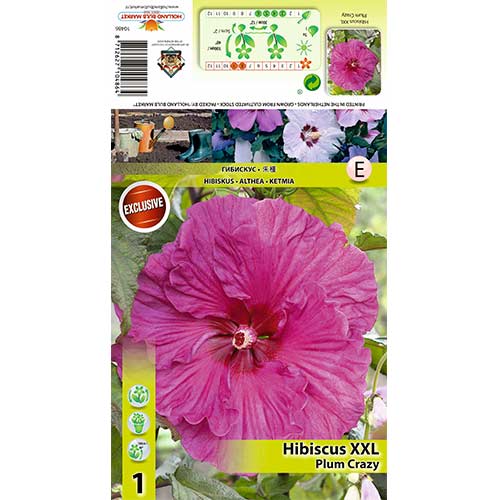 Hibiszkusz XXL Plum Crazy termék fotó 1 Hibiszkusz XXL Plum Crazy kép 1 termék 70417