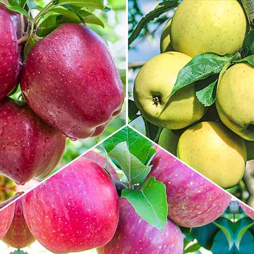 Hihetetlen ajánlat! Alma Trió, 3 db csemete készlet kép 1 termék 6945