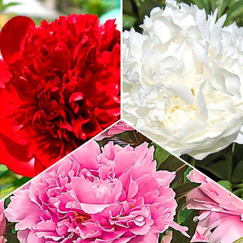 Hihetetlen ajánlat! Bazsarózsa, 3 db készlet termék fotó 1 Hihetetlen ajánlat! Bazsarózsa, 3 db készlet kép 1 termék 76507