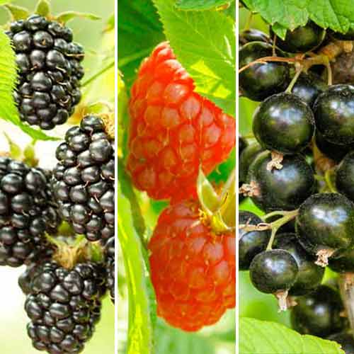 Hihetetlen ajánlat! Bogyós gyümölcs keverék, 3 fajtából álló készlet kép 1 termék 5847