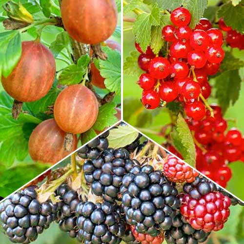 Hihetetlen ajánlat! Bogyós multivitamin mix, 3 fajtából álló készlet kép 1 termék 5848