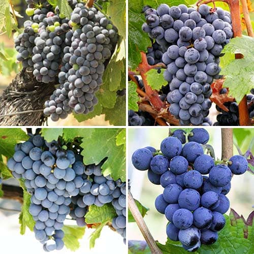 Hihetetlen ajánlat! Borszőlő, 4 db csemete készlet termék fotó 1 Hihetetlen ajánlat! Borszőlő, 4 db csemete készlet kép 1 termék 4907