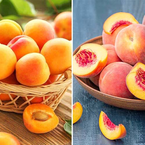 Hihetetlen ajánlat! Bőséges termés, 2 fajtából álló csemete készlet kép 1 termék 5676