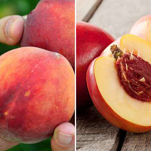 Hihetetlen ajánlat! Nektarin és őszibarack Duó, 2 db csemete készlet kép 1 termék 4877