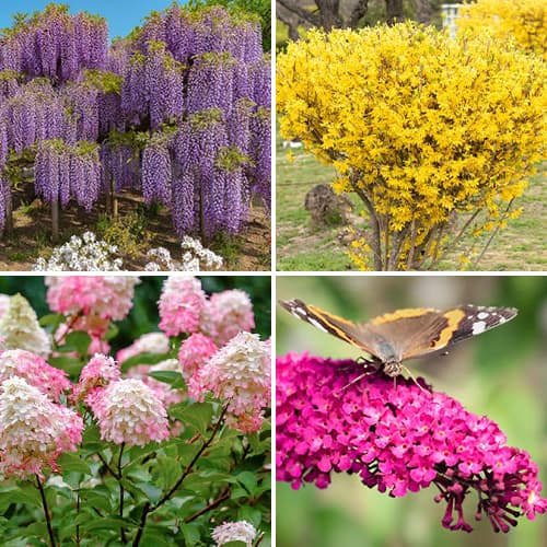 Hihetetlen ajánlat! Dísznövények Summer Collection, 4 fajtából álló készlet kép 1 termék 9674