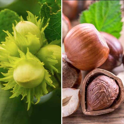 Hihetetlen ajánlat! Duo mogyoró, 2 fajtából álló csemete készlet termék fotó 1 Hihetetlen ajánlat! Duo mogyoró, 2 fajtából álló csemete készlet kép 1 termék 5675