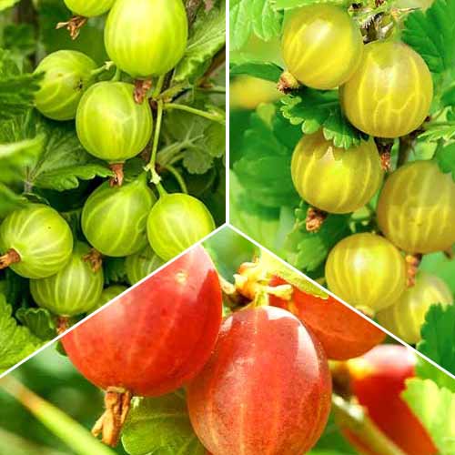 Hihetetlen ajánlat! Egres Trió, 3 fajtából álló készlet kép 1 termék 5846