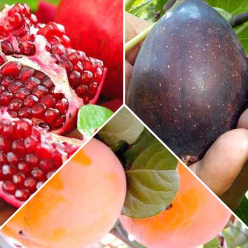 Hihetetlen ajánlat! Egzotikus gyümölcsök, 3 db csemete készlet termék fotó 1 Hihetetlen ajánlat! Egzotikus gyümölcsök, 3 db csemete készlet kép 1 termék 4878