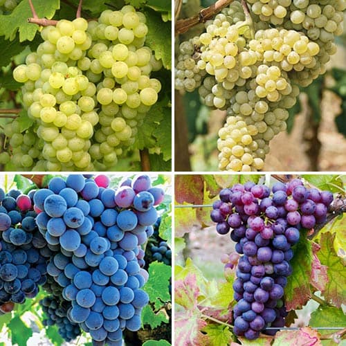 Hihetetlen ajánlat! Elita szőlő, 4 db csemete készlet kép 1 termék 6952