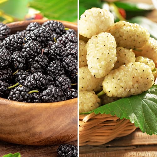 Hihetetlen ajánlat! Eperfa Duó, 2 fajtából álló készlet kép 1 termék 5861