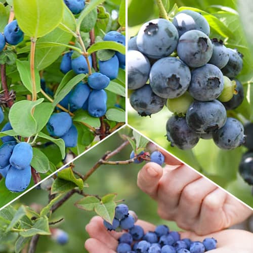 Hihetetlen ajánlat! Erdei bogyók, 3 fajtából álló készlet termék fotó 1 Hihetetlen ajánlat! Erdei bogyók, 3 fajtából álló készlet kép 1 termék 9338