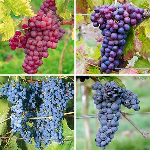 Hihetetlen ajánlat! Excellence szőlő , 4 db csemete készlet termék fotó 1 Hihetetlen ajánlat! Excellence szőlő , 4 db csemete készlet kép 1 termék 4905