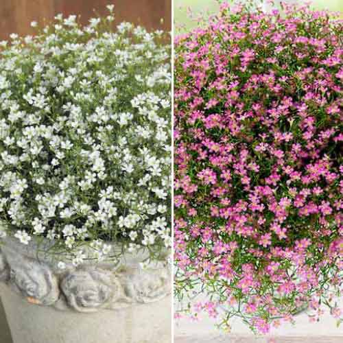 Hihetetlen ajánlat! Fátyolvirág (Gypsophila), 2 fajtából álló készlet kép 1 termék 70494