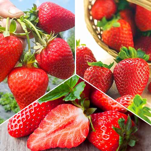 Hihetetlen ajánlat! Folytontermő eper, 3 fajta készlet kép 1 termék 5416