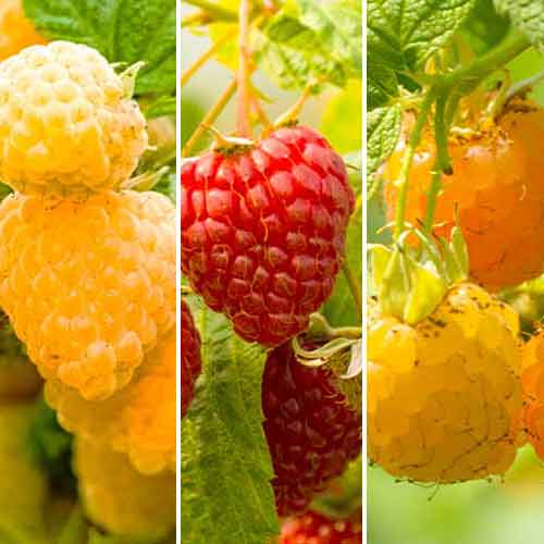 Hihetetlen ajánlat! Folytontermő málna, 3 fajtából álló készlet termék fotó 1 Hihetetlen ajánlat! Folytontermő málna, 3 fajtából álló készlet kép 1 termék 5844