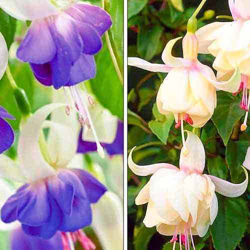 Hihetetlen ajánlat! Fukszia (Fuchsia), 2 fajtából álló készlet kép 1 termék 76708