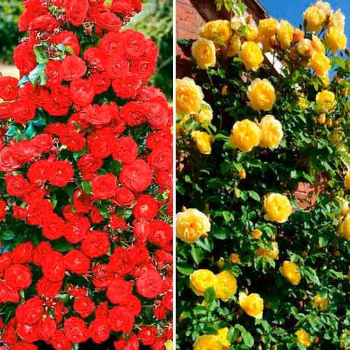 Hihetetlen ajánlat! Futórózsa Duó, 2 fajtából álló készlet kép 1 termék 3699