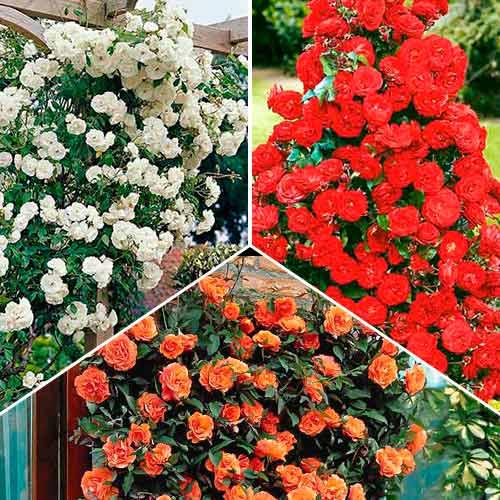 Hihetetlen ajánlat! Futórózsa Trió, 3 fajtából álló készlet kép 1 termék 3647