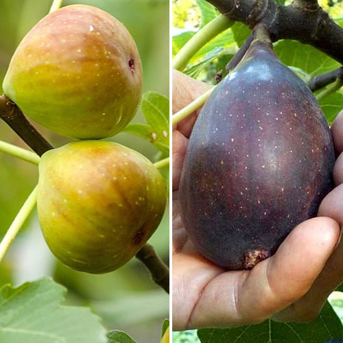 Hihetetlen ajánlat! Fügefa, 2 db csemete készlet termék fotó 1 Hihetetlen ajánlat! Fügefa, 2 db csemete készlet kép 1 termék 5186